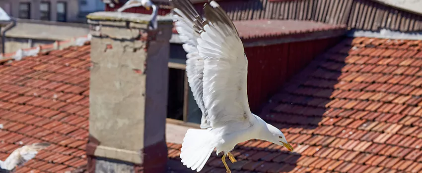 Residential Chimney Animal Removal Solution in Fresno, TX