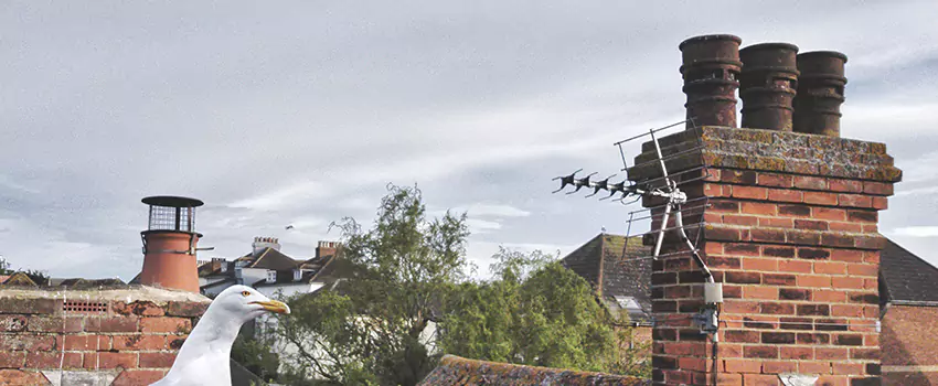 Chimney Cleaning And Restoration in Fresno, Texas